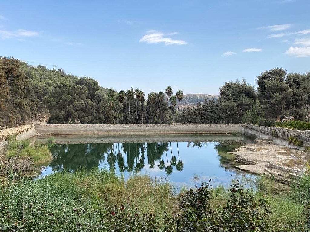 Solomon's Pools-medium